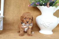 Weston, a male Poodle - Toy  for sale in Conway, AR – 4 of 5
