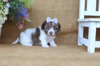 Kate, a female Cavapoo for sale in Conway, AR – 2 of 7