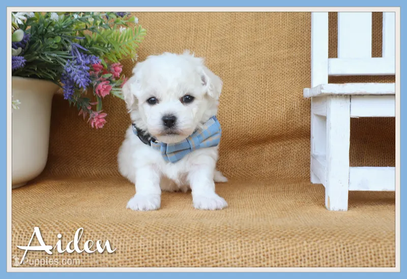 Aiden – Bichon Frise puppy for sale in Conway, AR