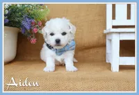 Aiden, a male Bichon Frise for sale in Conway, AR – 1 of 7