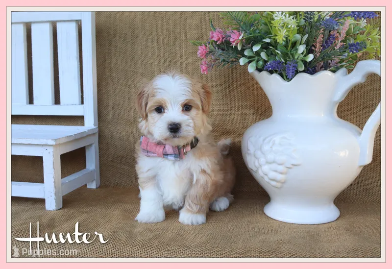 Hunter – Havanese puppy for sale in Conway, AR