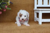 Owen, a male Poodle - Miniature  for sale in Conway, AR – 2 of 6