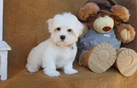 Mason, a male Maltese for sale in Conway, AR – 3 of 5