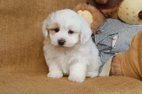 Braxton, a male Maltipoo for sale in Conway, AR – Photo 3 of 10