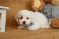 Braxton, a male Maltipoo for sale in Conway, AR – Photo 5 of 10