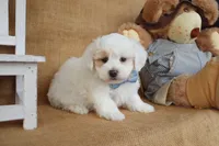 Braxton, a male Maltipoo for sale in Conway, AR – Photo 7 of 10