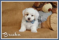 Braxton, a male Maltipoo for sale in Conway, AR – Photo 1 of 10