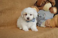 Braxton, a male Maltipoo for sale in Conway, AR – Photo 8 of 10