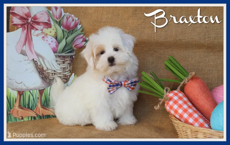 Braxton – Maltipoo puppy for sale in Conway, AR