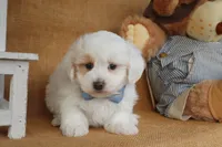 Braxton, a male Maltipoo for sale in Conway, AR – Photo 4 of 10