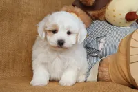 Braxton, a male Maltipoo for sale in Conway, AR – Photo 2 of 10