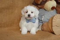 Braxton, a male Maltipoo for sale in Conway, AR – Photo 9 of 10