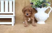 Bentley, a male Cavapoo for sale in Conway, AR – 4 of 4