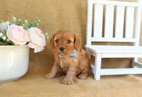 Noah, a male Cavapoo for sale in Conway, AR – Photo 2 of 5
