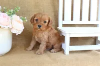 Noah, a male Cavapoo for sale in Conway, AR – Photo 3 of 5