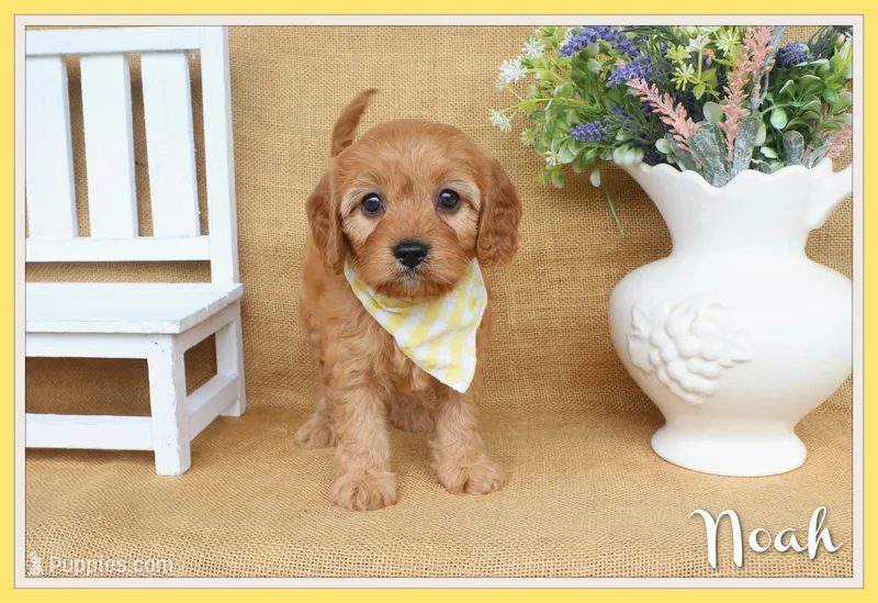 Noah – Cavapoo puppy for sale in Conway, AR