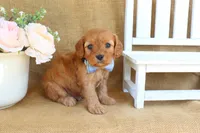 Noah, a male Cavapoo for sale in Conway, AR – Photo 4 of 5