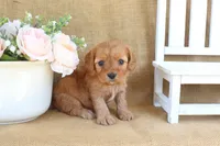 Noah, a male Cavapoo for sale in Conway, AR – Photo 5 of 5