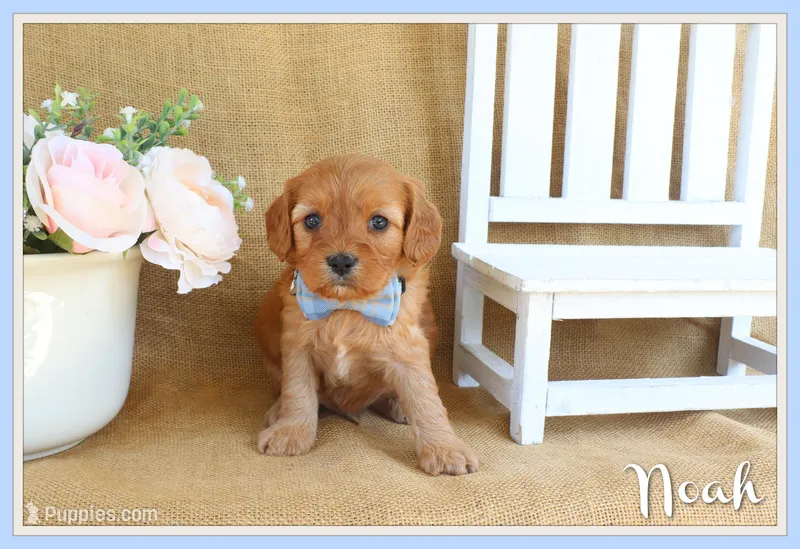 Noah – Cavapoo puppy for sale in Conway, AR