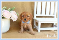 Noah, a male Cavapoo for sale in Conway, AR – Photo 1 of 5