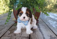 Arthur, a male Cavapoo for sale in Conway, AR – 3 of 4
