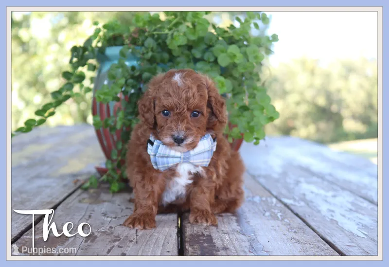 Theo – Poodle - Toy  puppy for sale in Conway, AR