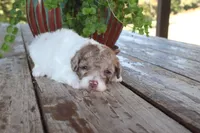 Nyla, a female Poodle - Toy  for sale in Conway, AR – 5 of 5