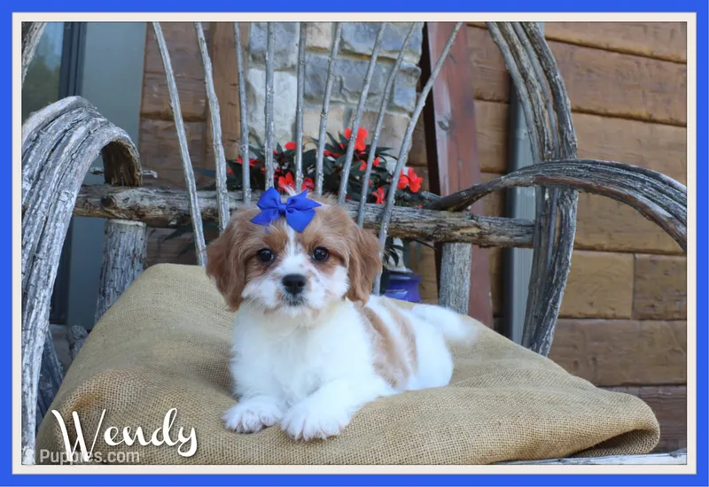 Wendy – Cavapoo puppy for sale in Conway, AR