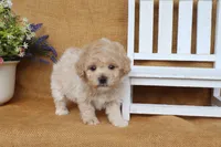 Joseph, a male Poochon for sale in Conway, AR – 3 of 5