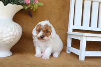 Ruby, a female Poodle - Miniature  for sale in Conway, AR – 5 of 5