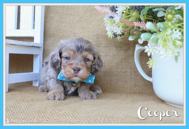 Cooper – Cockapoo puppy for sale in Conway, AR