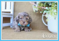 Cooper, a male Cockapoo for sale in Conway, AR – Photo 1 of 4