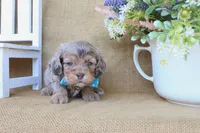 Cooper, a male Cockapoo for sale in Conway, AR – Photo 2 of 4
