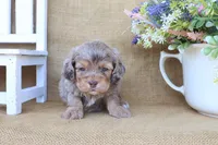 Cooper, a male Cockapoo for sale in Conway, AR – Photo 3 of 4