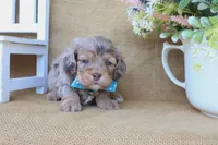Cooper, a male Cockapoo for sale in Conway, AR – Photo 4 of 4