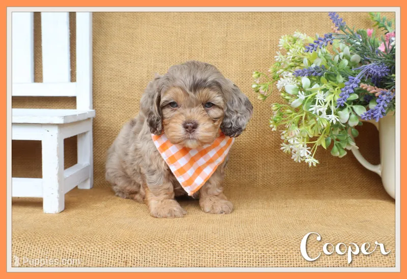 Cooper – Cockapoo puppy for sale in Conway, AR