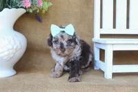 Remi, a female Poodle - Toy  for sale in Conway, AR – 3 of 5