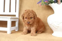 Forest, a male Poodle - Toy  for sale in Conway, AR – 3 of 5