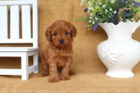 Brody, a male Cavapoo for sale in Conway, AR – 5 of 5