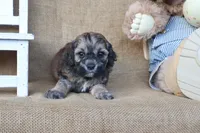Colton, a male Cockapoo for sale in Conway, AR – 4 of 4