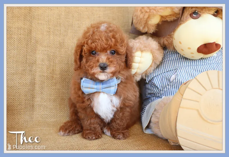 Theo – Poodle - Toy  puppy for sale in Conway, AR