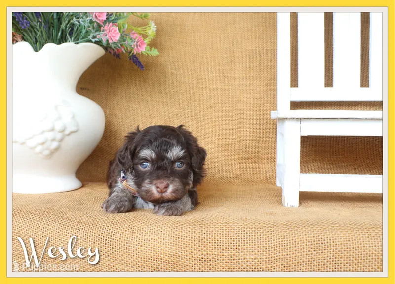 Wesley – Havanese puppy for sale in Conway, AR