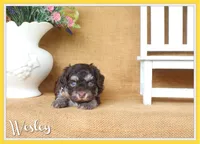 Wesley, a male Havanese for sale in Conway, AR – 1 of 4