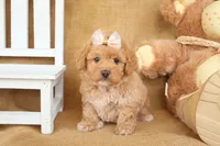 Lola, a female Poodle - Miniature  for sale in Conway, AR – Photo 3 of 5