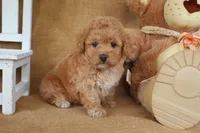 Lola, a female Poodle - Miniature  for sale in Conway, AR – Photo 2 of 5