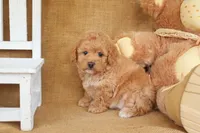 Lola, a female Poodle - Miniature  for sale in Conway, AR – Photo 5 of 5