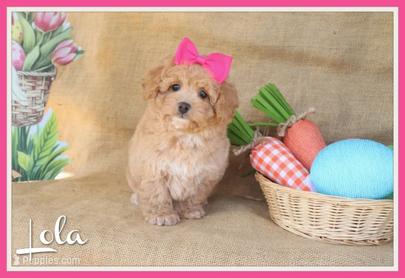 Lola – Poodle - Miniature  puppy for sale in Conway, AR