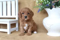 Bentley, a male Cavapoo for sale in Conway, AR – 2 of 4