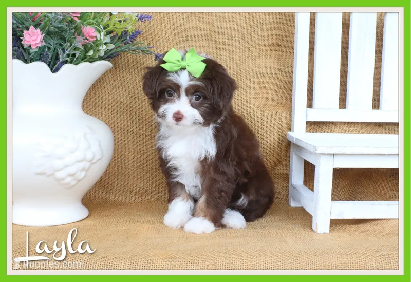Layla – Yorkipoo puppy for sale in Conway, AR