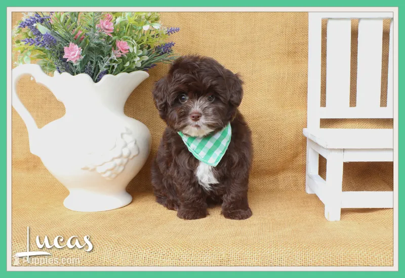 Lucas – Yorkipoo puppy for sale in Conway, AR